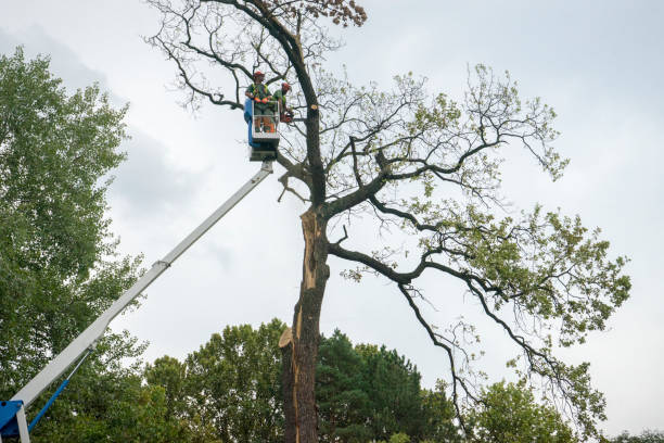 Best Tree Health Inspection  in Lake Elmo, MN